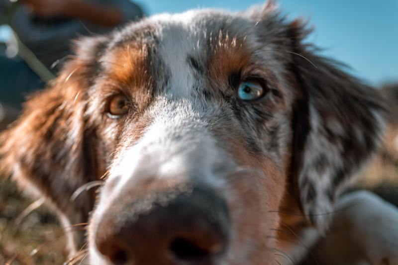 Top Hundeurlaub Hunde Reisekrankheiten
